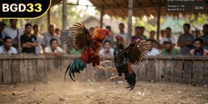 ট্রে মোরগ লড়াই সংক্রান্ত পূর্ণাঙ্গ বিশ্লেষণ ও দিকনির্দেশনা